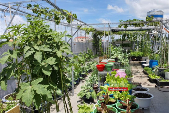 Sống xanh, tiết kiệm nhờ khu vườn sân thượng